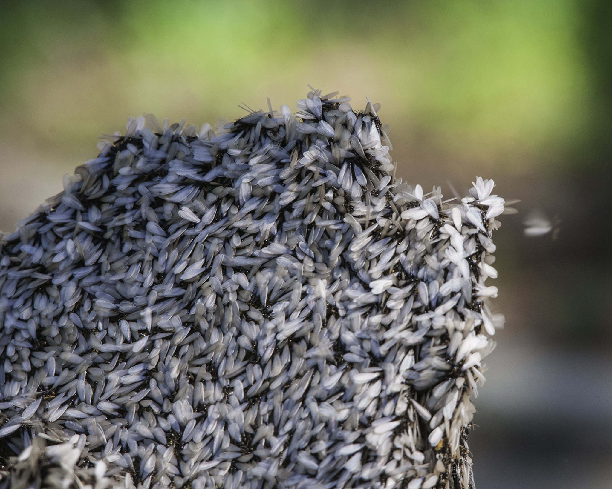 How To Spot Termites During Termite Swarming Season Mabi Usa 3871