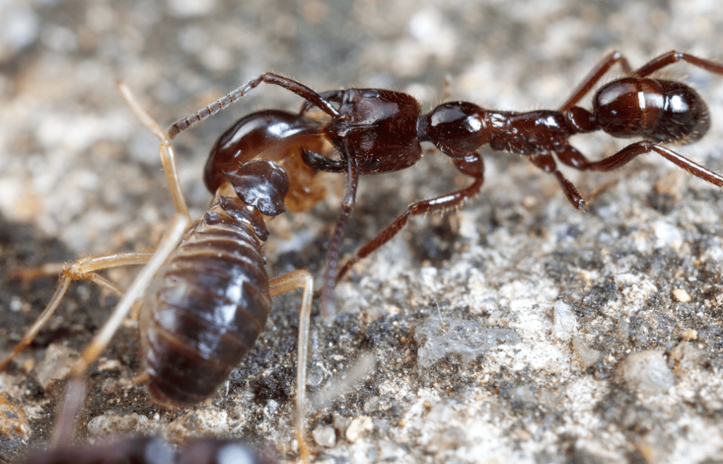 DIFFERENCES BETWEEN CARPENTER ANTS & TERMITES - MABI USA