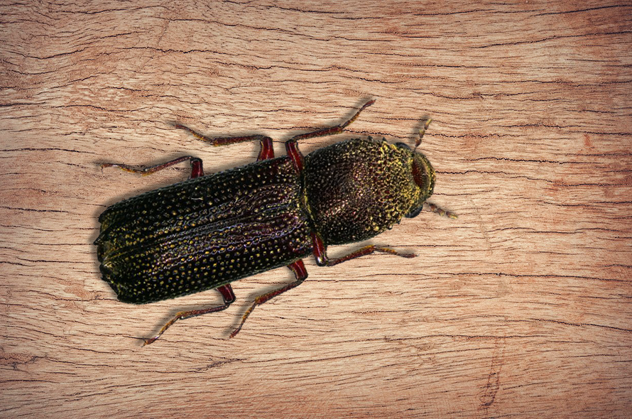 Powder Post Beetle Identification