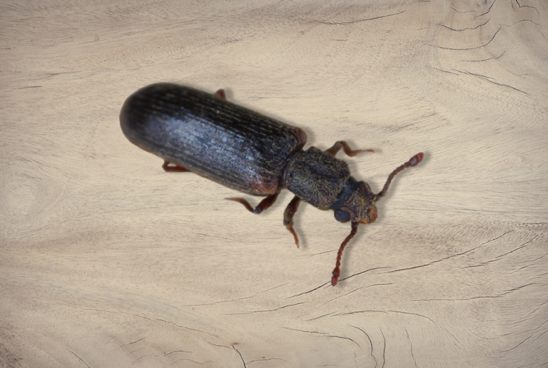 Lyctid-beetle-on-wood