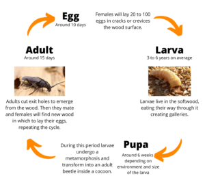 Old House Borers - Wood destroying organisms | MABI USA