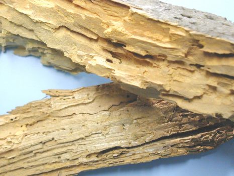 example-of-wood-rot